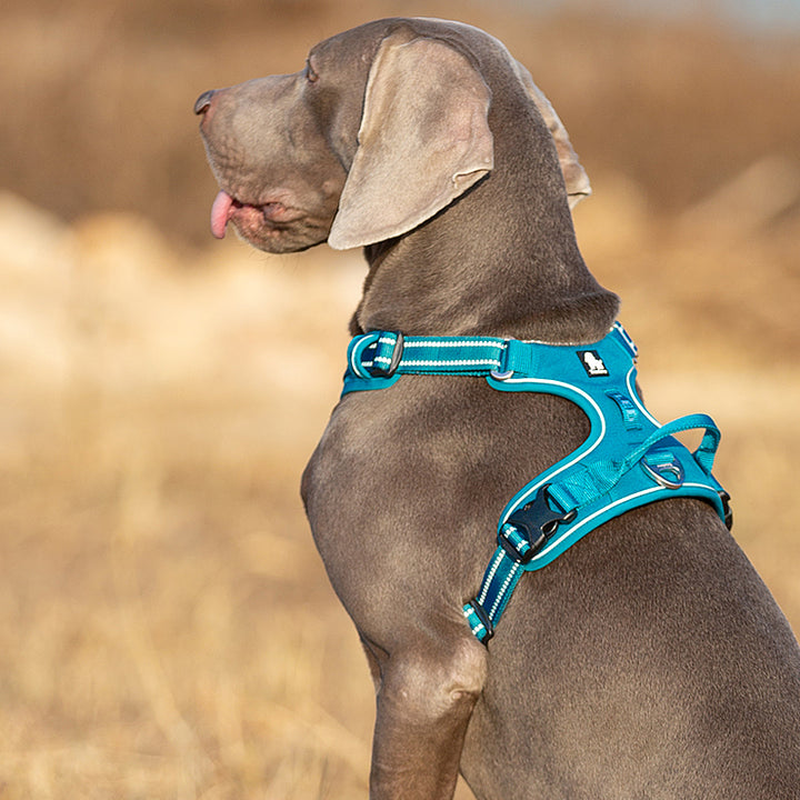 No Pull Dog Harness Blue M