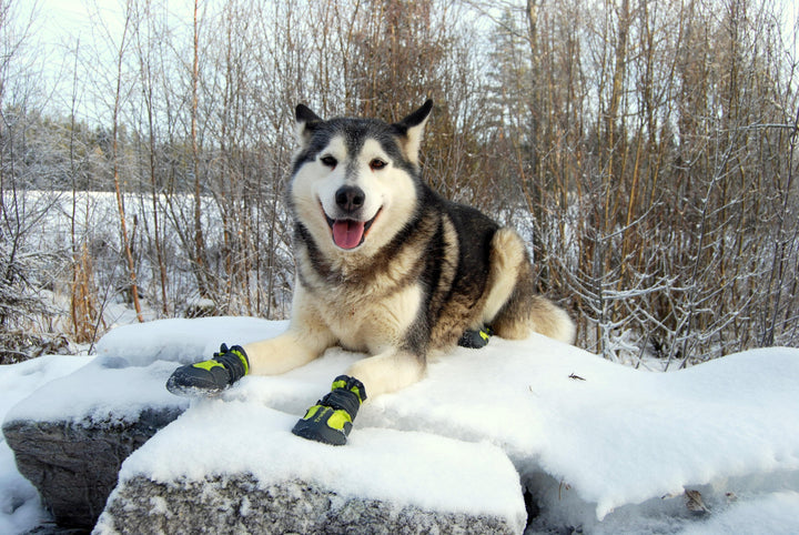 True Love Dog Shoes Black Size 1